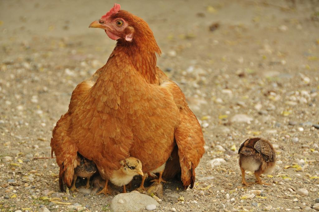 Beymelek Tas Evler Vendégház Demre Kültér fotó